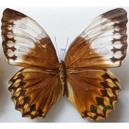 Stichophthalma louisa (Wood-Mason, 1877) Thailand 112mm100